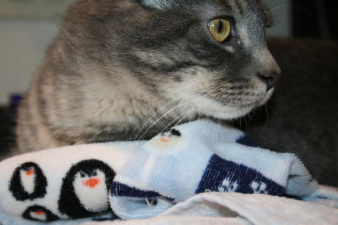 Picture of a cat / kitten / feline