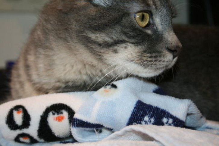 Picture of a cat / kitten / feline