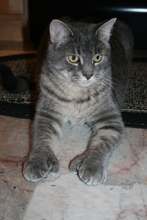 Picture of a cat / kitten / feline