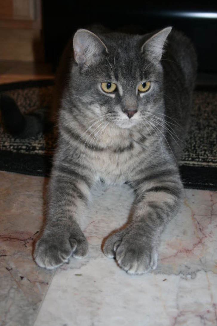 Picture of a cat / kitten / feline