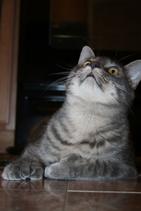 Picture of a cat / kitten / feline