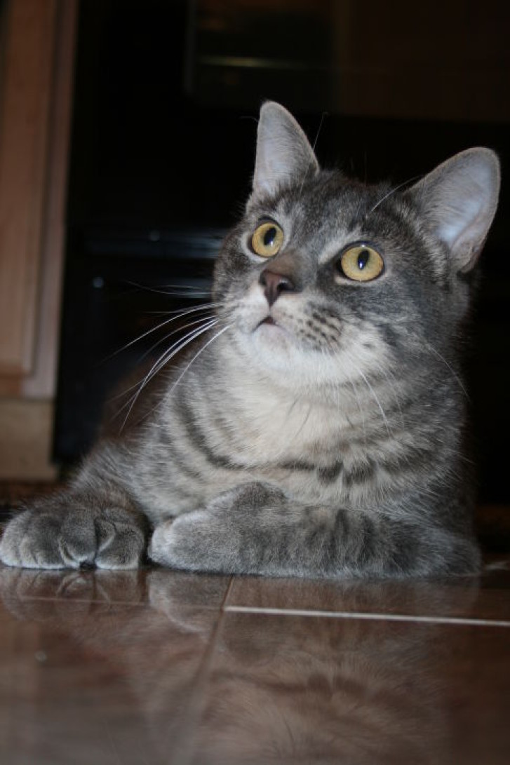 Picture of a cat / kitten / feline