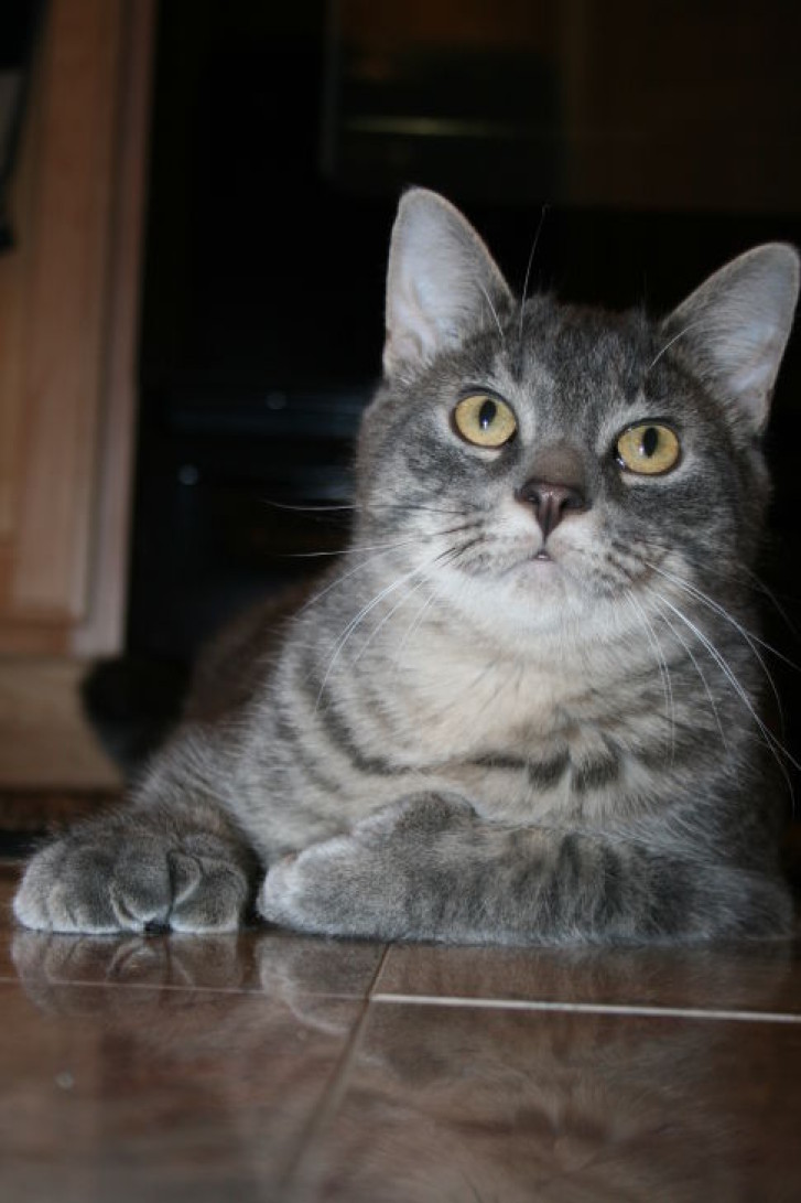 Picture of a cat / kitten / feline