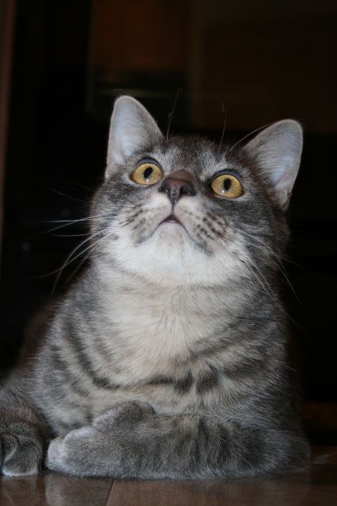 Picture of a cat / kitten / feline