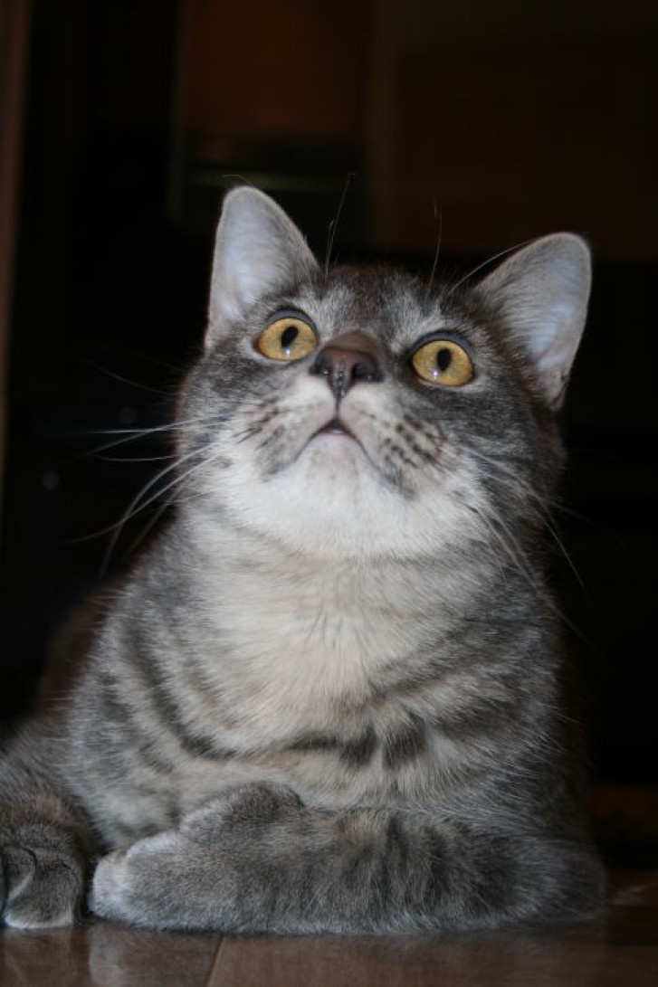 Picture of a cat / kitten / feline