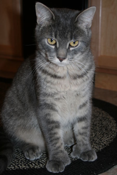 Picture of a cat / kitten / feline