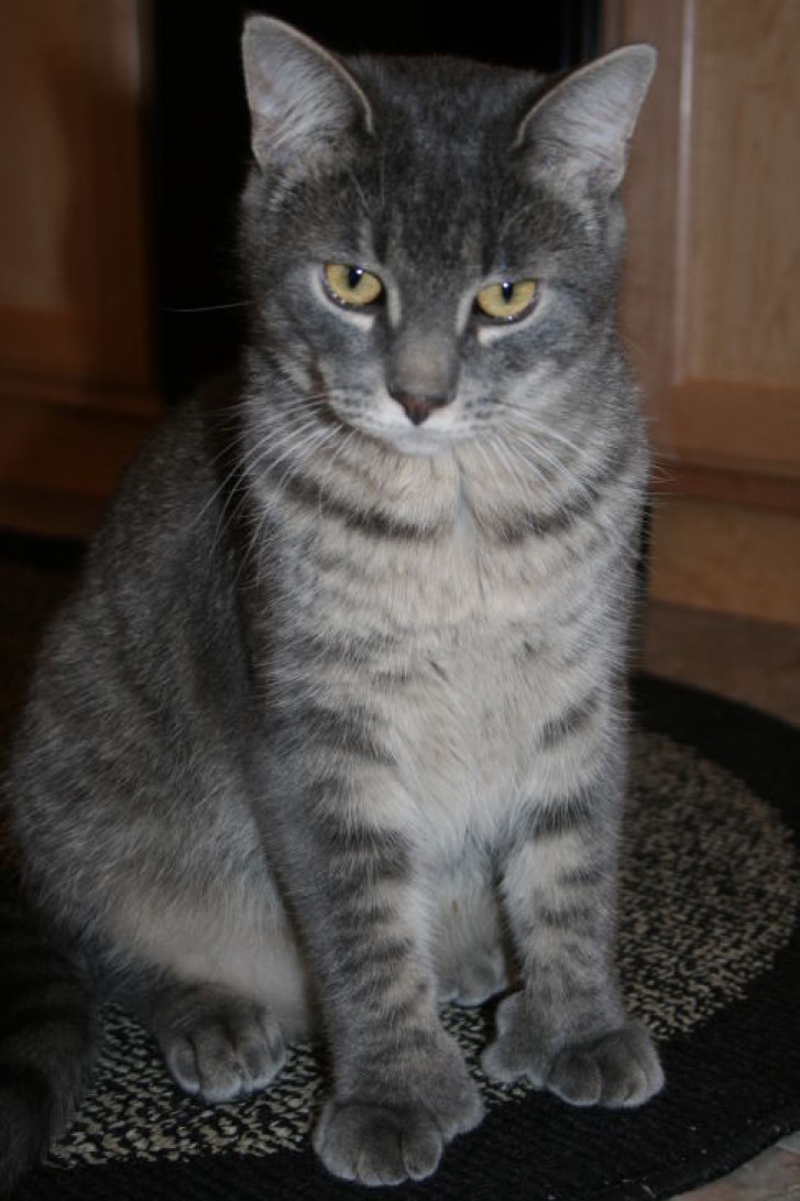 Picture of a cat / kitten / feline