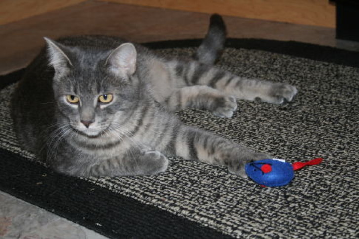 Picture of a cat / kitten / feline