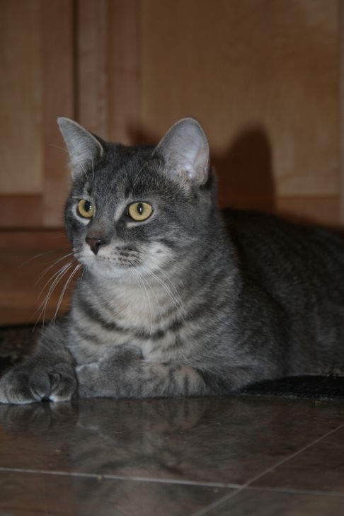 Picture of a cat / kitten / feline