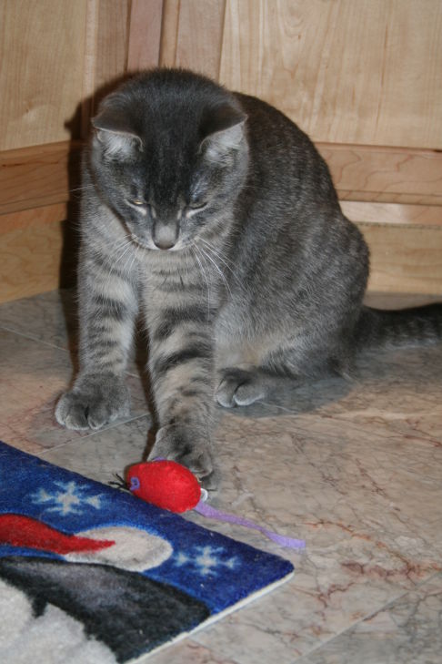 Picture of a cat / kitten / feline