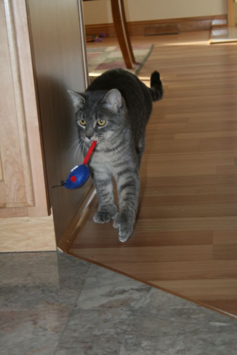 Picture of a cat / kitten / feline