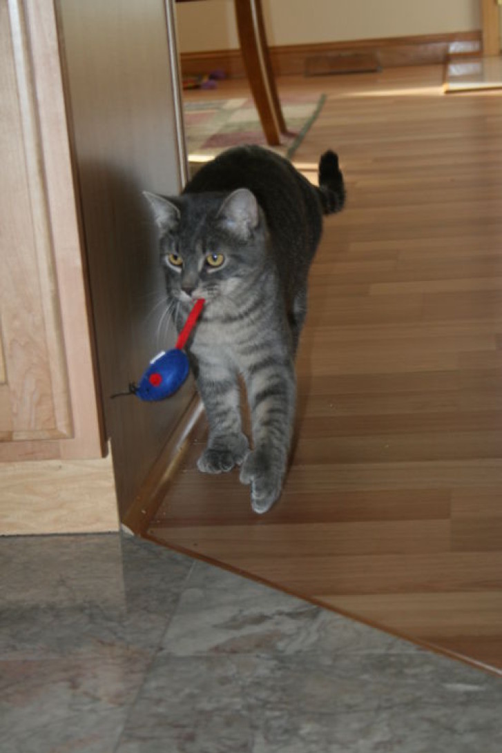 Picture of a cat / kitten / feline