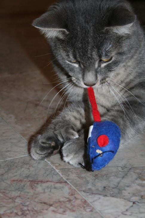 Picture of a cat / kitten / feline