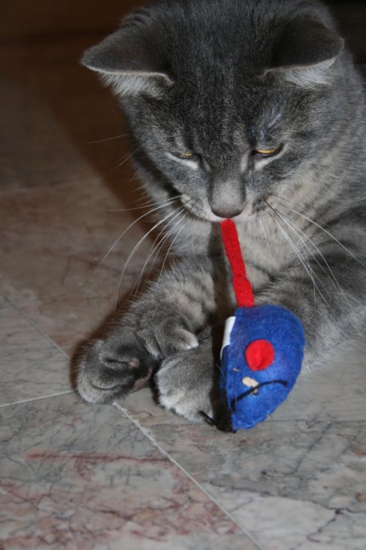 Picture of a cat / kitten / feline