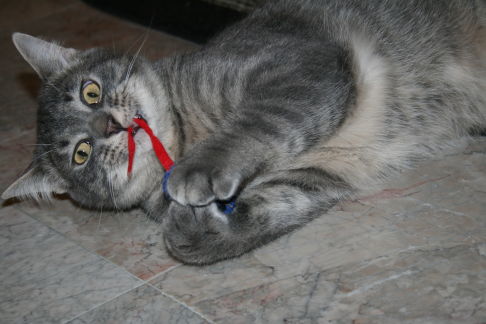 Picture of a cat / kitten / feline