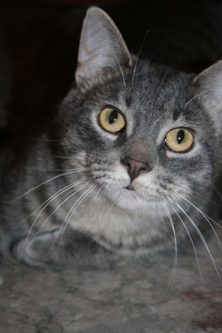 Picture of a cat / kitten / feline