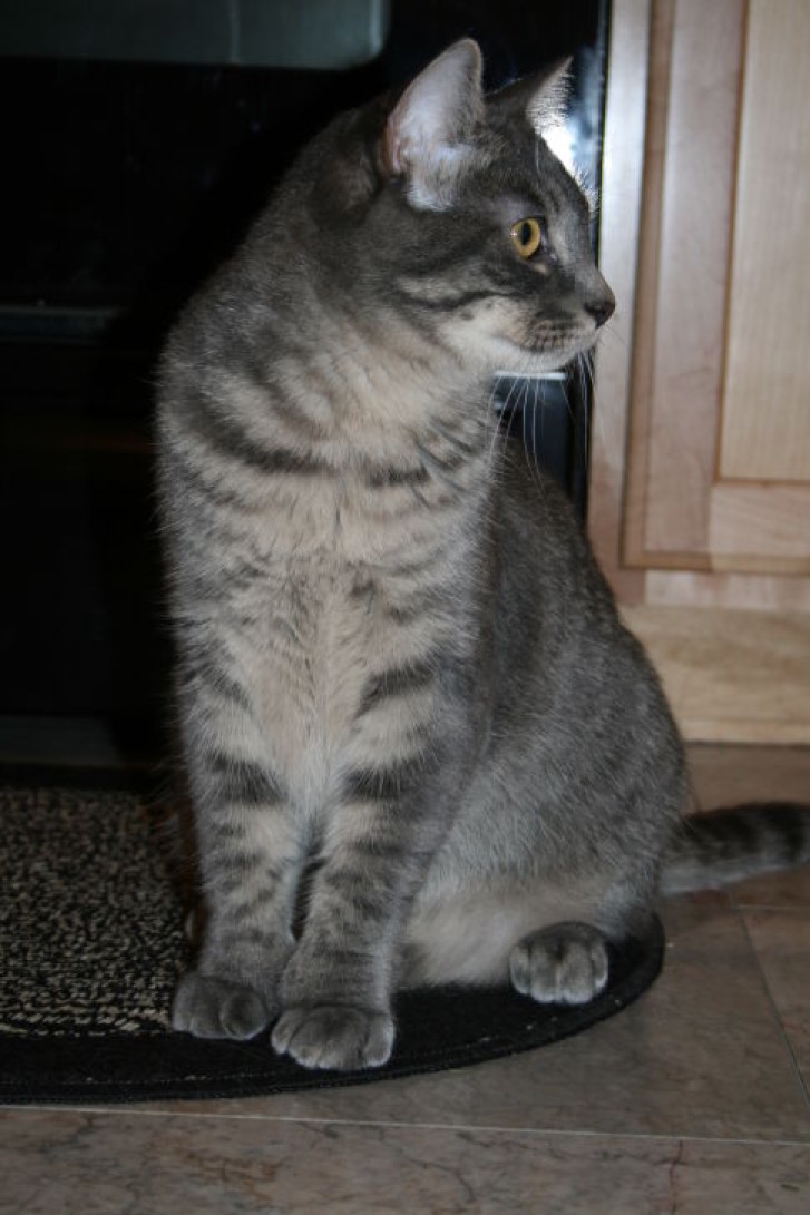 Picture of a cat / kitten / feline