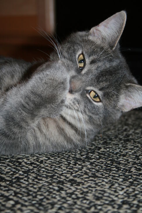 Picture of a cat / kitten / feline