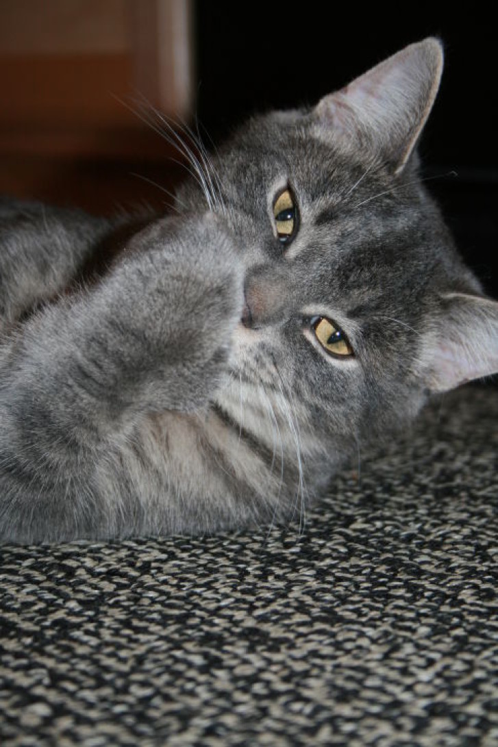 Picture of a cat / kitten / feline