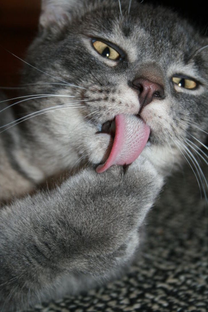 Picture of a cat / kitten / feline