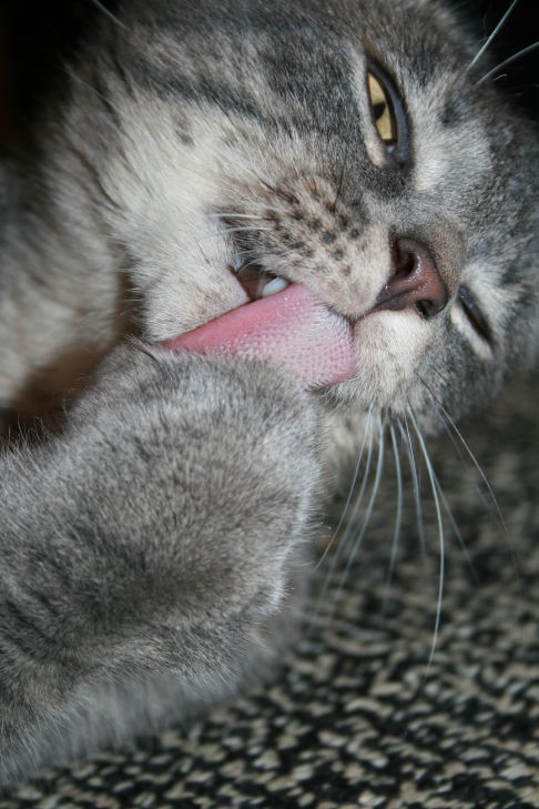 Picture of a cat / kitten / feline