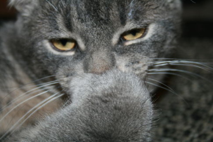 Picture of a cat / kitten / feline