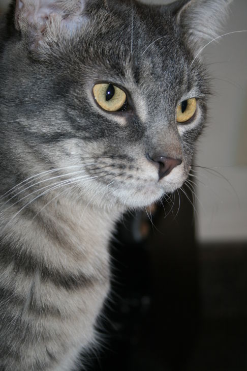 Picture of a cat / kitten / feline