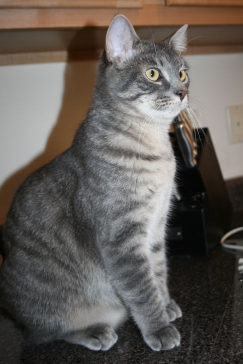 Picture of a cat / kitten / feline