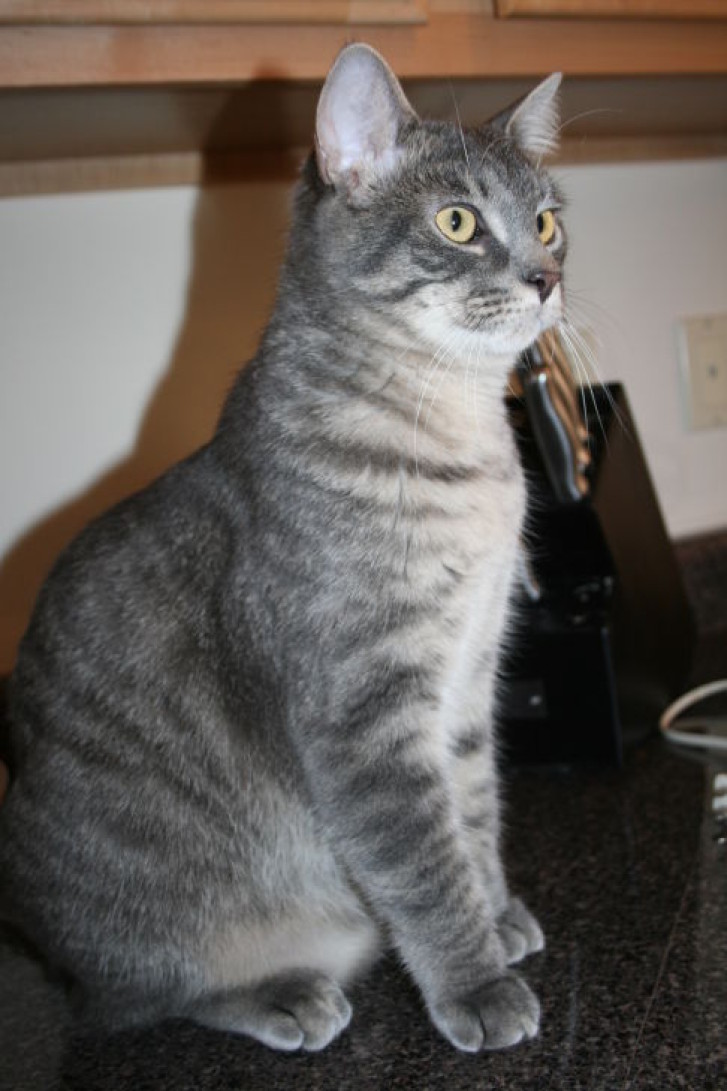 Picture of a cat / kitten / feline