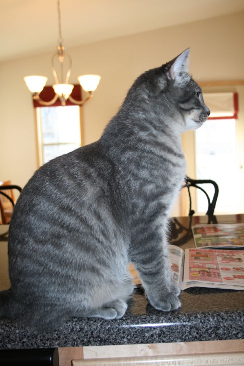 Picture of a cat / kitten / feline