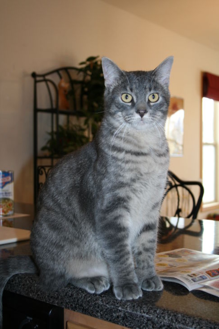 Picture of a cat / kitten / feline