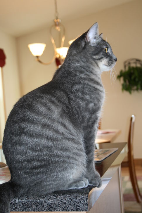 Picture of a cat / kitten / feline