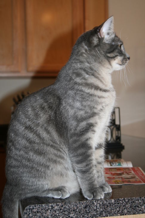 Picture of a cat / kitten / feline