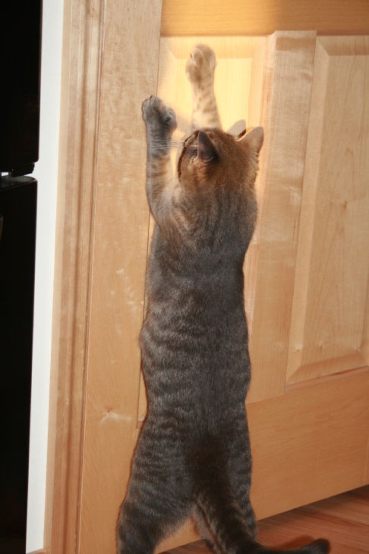 Picture of a cat / kitten / feline