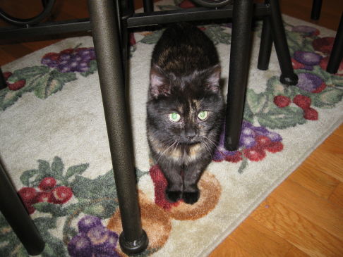 Picture of a cat / kitten / feline