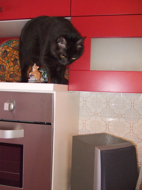 Picture of a cat / kitten / feline