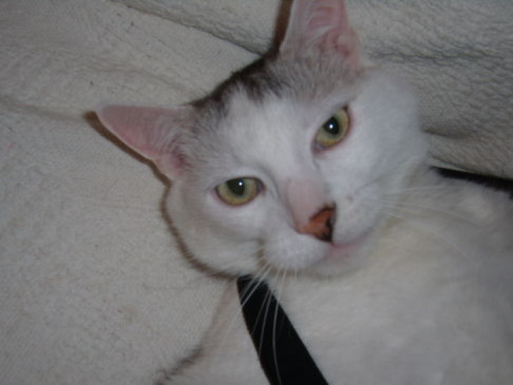 Picture of a cat / kitten / feline