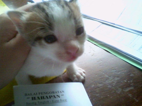 Picture of a cat / kitten / feline