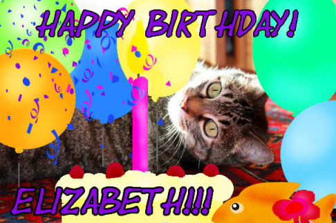 Picture of a cat / kitten / feline