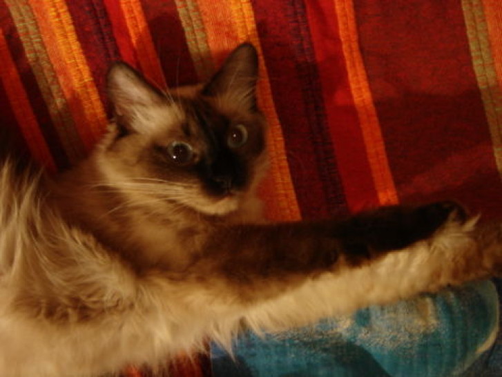 Picture of a cat / kitten / feline