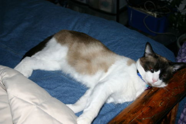 Picture of a cat / kitten / feline