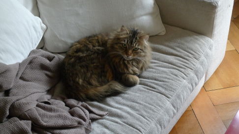 Picture of a cat / kitten / feline