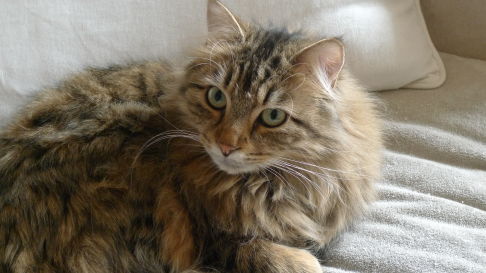 Picture of a cat / kitten / feline