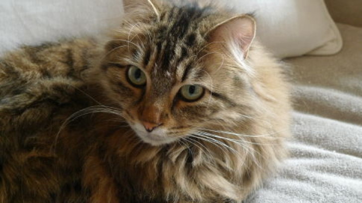 Picture of a cat / kitten / feline