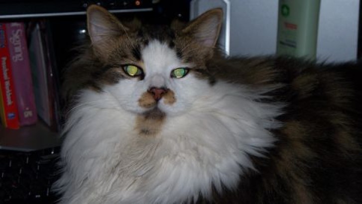 Picture of a cat / kitten / feline