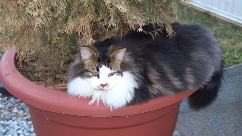 Picture of a cat / kitten / feline