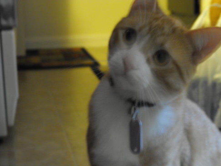 Picture of a cat / kitten / feline