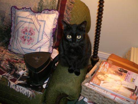 Picture of a cat / kitten / feline