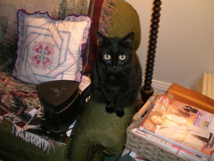 Picture of a cat / kitten / feline