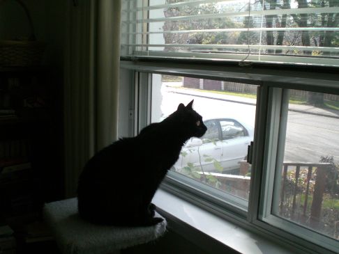 Picture of a cat / kitten / feline